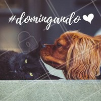 Tenha um lindo domingo! Hoje é dia de juntar a família e ser feliz. Aproveite a companhia daqueles que te amam!
#domingo #domingando #sunday #ahazou