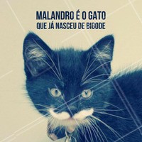Venha cuidar do seu bigode, e claro, do seu cabelo também! #barbearia #cabelo #estilomasculino #bigode #ahazou #beleza #autoestima #barbeiro #cortedecabelo #barba