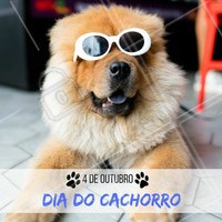 Comemore com o seu melhor amigo essa data tão especial. #diadocachorro #ahazou #comemorativo