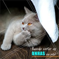 Fique atento aos sinais! 🐱 Gatos: você pode apertar, de leve, as almofadinhas das patinhas, para que as unhas fiquem expostas. Assim você vê se as unhas do seu pet já estão grandes demais! 🐶 Cachorros: quando as unhas começam a fazer barulho no piso, chegou a hora de cortá-las! Unhas grandes podem causar dor e desconforto ao animal. #pets #animais #ahazou #cachorro #gato #petshop #veterinario
