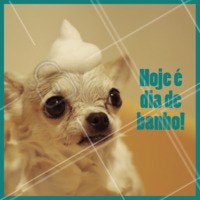 Traga seu pet para tomar um banho! O banho é super importante para eliminar a sujeira combatendo fungos, bactérias e doenças indesejadas. Além disso, seu pet fica hidratado e cheiroso pra você dar muito carinho. 🐶🐱 #animal #ahazou #pets #cachorro #gato #petshop #veterinario