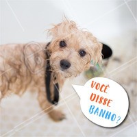 Seu pet morre de medo da hora do banho? 😱 Traga ele para um banho, profissionais qualificados e experientes que vão tornar o momento do banho do seu pet muito mais tranquilo. #pets #ahazou #animais #cachorro #gato #petshop #veterinario