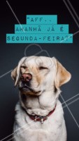 Alguém sabe dizer como a Segunda faz pra chegar tão rápido? 😂 #segundafeira #ahazou #cachorro #motivacional