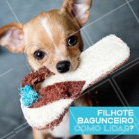São comuns as histórias de pets bagunceiros que destroem a casa, latem sem parar, pulam e correm eletricamente! Apesar de ser muito fofo e divertido por um lado, esse comportamento reflete alguns sinais: seu pet pode estar pedindo atenção, com energia acumulada e querendo brincar. A chave é passear diariamente e gastar essa energia com brincadeiras, além de recompensar os comportamentos bons. Se a hiperatividade for muito grave, procure sempre um veterinário para analisar a saúde do seu bichinho. 😉 #pet #animal #ahazou #veterinario #Petshop #filhote #ahazoupet