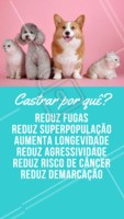 Castrar é um ato de amor e proteção! Vai muito além da prevenção de ninhadas indesejadas: previne doenças, melhora a saúde física e mental e aumenta a expectativa de vida do seu pet. 🐶😻 #castraçao #ahazou #pet #animal #animais #ahazoupet