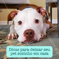 Você sabia que seu pet pode estar estressado e entendiado por ficar muito sozinho em casa? Olha algumas dicas para melhorar essa situação:
1) Passeio: passear frequentemente com seu pet ajuda a gastar a energia extra dele.
2) Brinquedos interativos: hoje existem no mercado muitos brinquedos que o pet brinca sozinho!
3) Adote outro cão/gato: essa é uma possibilidade para diminuir bastante a solidão do seu pet, eles farão companhia um para o outro.
4) Deixe alguns objetos com seu cheiro: principalmente se seu pet for filhote, isso diminui a saudade e solidão.
#pet #cachorro #gato #ahazoupet #animal #animais #petshop #veterinario