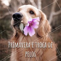 Você sabia que na Primavera os pets trocam de pelos? O processo de troca de pelos acontece durante todo o ano, porém com o aumento da temperatura, tanto cães quanto gatos aceleram este processo, para dar lugar ao novo pelo que os protegerá durante o inverno. Dica: escove seu pet todos os dias, principalmente se ele for de pelo longo! #pet #animais #ahazoupet #cachorro #primavera #gato