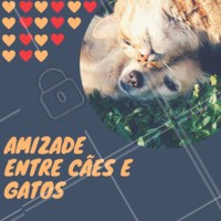 É possível sim! Os cães e gatos podem se dar muito bem, se forem apresentados com calma e cuidado. Se as duas espécies forem filhotes, o processo fica muito mais fácil! O que pode acontecer quando um já é adulto, é o ciumes do animalzinho mais velho. Cuide para tratar ambos igualmente e garantir que os dois tenham seu próprio espaço garantido, com suas próprias rações e água. Dê um tempo para que os dois se conheçam e tenha paciência! 😉 #cachorro #gato #ahazoupet #petshop #veterinario