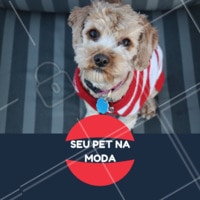 Ama vestir seu pet e deixá-lo na moda? 😎 Venha conferir as roupinhas disponíveis que temos aqui! #pet #cachorro #ahazou #ahazoupet #modacanina #petshop