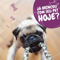 Brincar com seu pet todos os dias é super importante! #pet #ahazoupet #animal #petshop