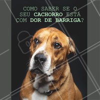 Os cachorros são bem sensíveis, mas as vezes é difícil para o dono identificar se tem algo errado. Por isso, fique de olho em qualquer comportamento estranho. Se ele estiver muito quieto e apático, ative o sinal de alerta. Também observe se ele está comendo normalmente e se não teve vômitos. Em caso de algo estranho procure um profissional de confiança. #pet #ahazou #clinica #veterinario #cachorro #petahazou