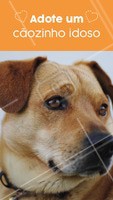 #stories #ahazoupet #petshop