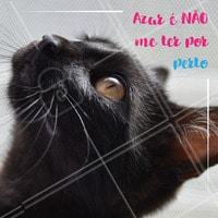 Você sabia que os gatinhos pretos demoram 13% a mais de tempo para serem adotados em relação aos outros? Além de serem mais mau tratados e sofrerem preconceito. 😢 Mas só quem tem um gatinho preto sabe que eles oferecem tanto amor como os outros! Chega de preconceito. Denuncie maus-tratos. #gato #ahazoupet #pet #animais #gatopreto