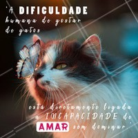 Concordam? 🐱 Quem aí ama gatos? Comenta aqui! #gatos #ahazou #gato #animais