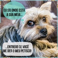 Ah sua pestínea! #cachorro #ahazou #pet #engracado #petahazou