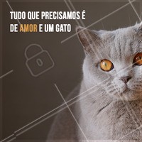 O combo perfeito pra ser feliz 😘 #gato #ahazoupet #pet #animal #petshop #gatos