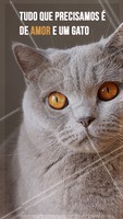 O combo perfeito pra ser feliz 😘 #gato #ahazoupet #pet #animal #petshop #gatos
