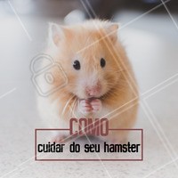 O primeiro passo para cuidar bem do seu pet é preparar uma gaiola bem ventilada e espaçosa, com bebedouros e comedouros, rodinha para exercícios, uma casinha para ele dormir e feno/folhas secas. Cuidado com sons altos e não deixe seu hamster do lado da janela, pois sol em excesso ou frio podem fazer mal para ele. #hamster #ahazoupet #pet #animais #hamsters #petshop #veterinario