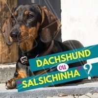 Você sabia que o nome dessa raça apelidada de "salsicha" pelo seu formato de corpo esticado, na verdade, é Dachshund? Essa mutação genética é chamada de hipocondroplasia, quando as extremidades do corpo são menores que o resto. É uma raça de cão corajoso, curioso e está sempre em busca de aventuras! Deve-se tomar cuidados com o sobrepeso, para não causar dores na coluna. #dachshund #ahazou #cachorro #salsichinha