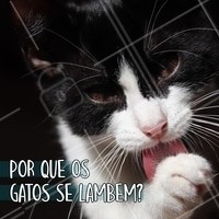 Os gatos são assíduos por natureza e por isso vêm "equipados" com alguns acessórios para se limparem: uma língua áspera para lamber, patas dianteiras que eles umedecem com saliva e usam como substituto da toalha e dentes para cavar detritos mais teimosos. Entre si, os gatos se lambem como uma forma de contato social! Desde filhotes, a mamãe os lambe para estimular a liberação de urina e fezes, despertá-los para mamar e proporcionar conforto. #pets #ahazou #animais #gato