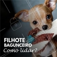 São comuns as histórias de pets bagunceiros que destroem a casa, latem sem parar, pulam e correm eletricamente! Apesar de ser muito fofo e divertido por um lado, esse comportamento reflete alguns sinais: seu pet pode estar pedindo atenção, com energia acumulada e querendo brincar. A chave é passear diariamente e gastar essa energia com brincadeiras, além de recompensar os comportamentos bons. Se a hiperatividade for muito grave, procure sempre um veterinário para analisar a saúde do seu bichinho. 😉 #pet #animal #ahazou #veterinario #Petshop #filhote #ahazoupet