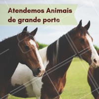 Aqui temos especialistas para atender o seu animal de grande porte. ☎ XXXXXXXXX #veterinario #vet #pets #ahazouapp #ahazoupet #grandeporte