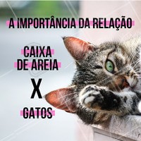 Gatos são por natureza animais muito higiênicos, e cabe a nós contribuirmos com seu bem estar. Então vamos aos pontos essenciais:
☝🏼 Por que os gatos tapam seus dejetos? Gatos são caçadores, mas na natureza também são caçados. Escondendo seus dejetos, minimizam seus odores dificultando que um predador os encontre.
☝🏼 Qual deve ser o tamanho da caixa de areia? O gato deve caber confortavelmente dentro da caixa, com sobra de espaço.
☝🏼 NÃO opte por areia de construção. Existem matérias sanitários específicos para serem usados nas caixinhas.
☝🏼 Quantas caixas por gato? Você deve ter em casa uma caixa por gato +1. Ou seja, se você tem 2 gatos, você deve ter 3 caixas.
❗IMPORTANTE❗ Gatos irão evitar caixas sujas ou usadas por muitos gatos. As caixas devem ser limpas diariamente! Evitando a proliferação de microorganismos patogênicos e problemas de saúde. Os gatos irão fazer suas necessidades fora da caixa se esta estiver suja. É sua obrigação como gateiro, manter o local limpo e higienizado para seu gato. 🐱♥️ #gatos #pet #cat #felinos #ahazouapp #ahazoupet #dicas #cuidados #gateiros