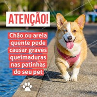 Antes do passeio, coloque sua mão no asfalto ou na areia da praia e veja se você consegue aguentar por alguns segundos. Se você não consegue, seu pet também não conseguirá e poderá sofrer graves queimaduras nas almofadinhas das patas. #veterinario #vet #pets #ahazouapp #ahazoupet #verao #calor #cuidados