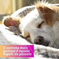 Tão gostosooooo! zzzZZzzZ 🐶😴 #dogwalker #dogs #passeio #passeador #ahazouapp #ahazoupet #pets #exercicio