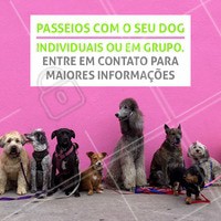 Seu dog precisa de exercícios e passeios. Ofereço esse serviço com todo o amor e cuidado para o seu peludo. Entre em contato para maiores informações! ☎ XXXXXXXXX #dogwalker #dogs #passeio #passeador #ahazouapp #ahazoupet #pets #exercicio