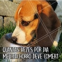 Cada cachorro tem uma rotina de alimentação adequada para seu porte, raça e saúde. Mas, no geral, a alimentação deve ser feita no mínimo 2 vezes ao dia! Converse com seu veterinário para saber qual a alimentação correta pro seu pet. 🐶 #cachorro #ahazoupet #petshop #veterinario