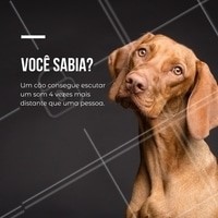 Sabe quando seu cachorro parece que sente que alguém está chegando em casa? Na verdade, ele já ouviu os passos dessa pessoa de longe! A audição dos cães é muito superior ao dos humanos! A frequência detectada pelo homem vai de 16 Hertz a 20.000; já a do cão, vai de 10 Hertz a 40.000. #cachorro #ahazou #cão #cães #pets #animais