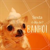 Traga seu pet para o banho e deixe ele lindão para o final de semana! 😍 #banho #pet #sexta #ahazouapp #ahazoupet #banhoetosa #petshop