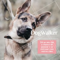 Seu dog precisa de exercícios e passeios. Ofereço esse serviço com todo o amor e cuidado para o seu peludo. Entre em contato para maiores informações! ☎ XXXXXXXXX #dogwalker #dogs #passeio #passeador #ahazouapp #ahazoupet #pets #exercicio