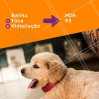 Montamos um combo que seu pet vai amar! Agende um horário com a gente. #pet #banho #ahazoupet #tosa #hidratacao #pelos lindos