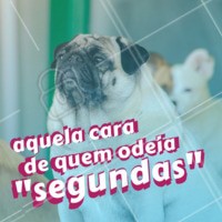 Quem também tem aquela preguiça de toda segunda-feira? 😂 #petshop #pet #ahazou #vet #segunda