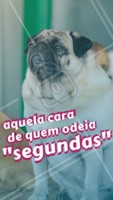 Quem também tem aquela preguiça de toda segunda-feira? 😂 #petshop #pet #ahazou #vet #segunda