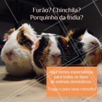 Não importa qual pet seja o seu, todos eles precisam de cuidados. E aqui temos os melhores especialistas para cuidar do seu bichinho. ☎ XXXXXXXXX #veterinario #vet #pets #ahazouapp #ahazoupet #consulta #furao #chinchila #porquinhodaindia