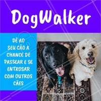 Seu dog precisa de exercícios e passeios. Ofereço esse serviço com todo o amor e cuidado para o seu peludo. Entre em contato para maiores informações! ☎ XXXXXXXXX #dogwalker #dogs #passeio #passeador #ahazouapp #ahazoupet #pets #exercicio