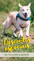 Conheça os pacotes mais incríveis de beleza para o seu pet, com descontos especiais de segunda a quarta. Entre em contato pelo nosso telefone XXXX #pet #beleza #petshop #ahazou #promocao