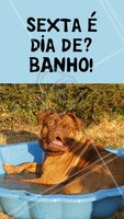 Traga seu pet para o banho e deixe ele lindão para o final de semana! 😍 #banho #pet #sexta #ahazouapp #ahazoupet #banhoetosa #petshop