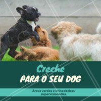 Venha conhecer! Você e seu amigão vão amar ❤️️ #crechedog #dog #ahazouapp #pet