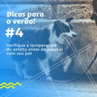 ❗ É MUITO IMPORTANTE ver a temperatura do asfalto, da areia, ou de qualquer lugar que irá passear com o seu pet. Isso evitará que as patas queimem, podendo provocar queimaduras sérias nos coxins das patas dos cães. #pet #verao #dicas #ahazoupet #veterinario #passeio