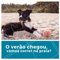 Seu peludo também ama correr na praia com você? #pet #dog #ahazoupet #praia #verao
