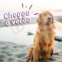 Que felicidade, au au au! ❤️️☀️ #pet #verao #ahazoupet #auau
