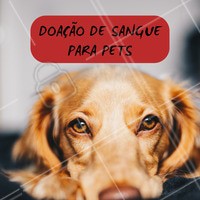 Doar sangue é um ato de amor, e os animaizinhos também precisam de transfusão de sangue em casos emergenciais, sabiam? As clínicas que realizam a coleta, colhem uma amostra e são feitos diversos exames e os responsáveis podem pegar os resultados depois, ou seja, além de ajudar um outro peludinho, você ganha um check-up para garantir a saúde do seu pequeno. #doacaodesangue #pets #ahazou #doarsangue #saude