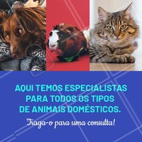 Não importa qual pet seja o seu, todos eles precisam de cuidados. E aqui temos os melhores especialistas para cuidar do seu bichinho. ☎ XXXXXXXXX #veterinario #vet #pets #ahazouapp #ahazoupet #consulta