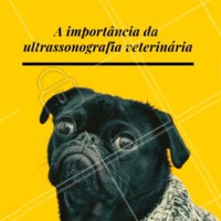 O ultrassom para cães e gatos é um dos métodos mais importantes e eficientes para examinar animais de pequeno porte, possibilitando diagnósticos mais precisos e, conseqüentemente, tratamentos mais eficazes. Existe também o ultrassom com doppler colorido, seu uso possibilita a avaliação cardiovascular, da vascularização dos órgãos e dos grandes vasos. #ultrassom #ultrassonografiapet #vet #ahazoupet #veterinario #exames