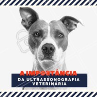 O ultrassom para cães e gatos é um dos métodos mais importantes e eficientes para examinar animais de pequeno porte, possibilitando diagnósticos mais precisos e, conseqüentemente, tratamentos mais eficazes. Existe também o ultrassom com doppler colorido, seu uso possibilita a avaliação cardiovascular, da vascularização dos órgãos e dos grandes vasos. #ultrassom #ultrassonografiapet #vet #ahazoupet #veterinario #exames