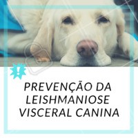 A melhor maneira de prevenir essa doença é atráves da vacina. 💉 A vacina deve ser iniciada em cães a partir dos 4 meses de idade. Ela é feita em três doses, com intervalo de 21 dias entre cada aplicação. A revacinação deve ser feita um ano após a primeira dose e, a partir daí, basta uma dose de vacina para manter o animal imune.
O cão só estará protegido 21 dias após a terceira dose da vacina. Até que se cumpra esse período (63 dias da primeira dose) o animal poderá contrair a doença, portanto outras medidas de prevenção devem ser adotadas até o esquema vacinal estar completo.
👉 Mantenha o animal dentro de casa ao entardecer (entre 18h e 6h). Coloque telas nas janelas e no canil, espalhe vasos de citronela pelo quintal. Nunca leve o cão para áreas endêmicas (cidades onde já existe a doença) sem que ele esteja protegido.
👉 Limpe seu quintal. Recolha folhas, flores e frutos caídos e as fezes dos animais. Feche bem o seu lixo.
👉 Coloque repelente (coleira ou spray) no seu cão e o proteja da Leishmaniose Visceral Canina.
#leishmaniosecanina #veterinario #ahazoupet #vet #doencas #vacina